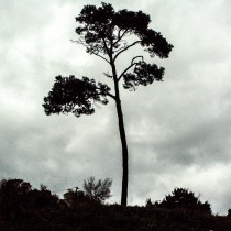 Un arbre d'Afrique